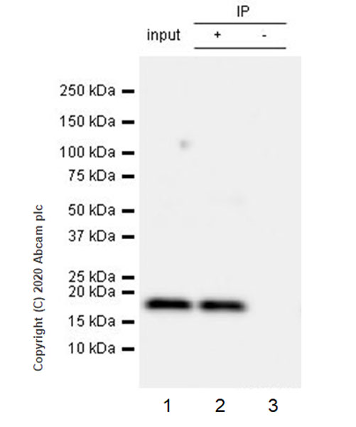 Immunoprecipitation - Anti-RHOG antibody [1F3-RHOG] (AB254147), expandable thumbnail