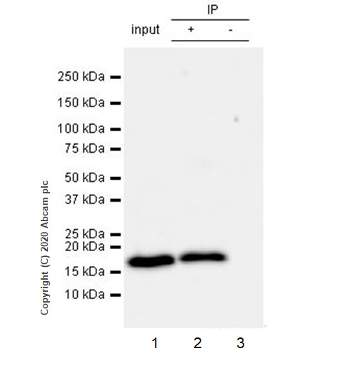 Immunoprecipitation - Anti-RHOG antibody [1F3-RHOG] (AB254147), expandable thumbnail