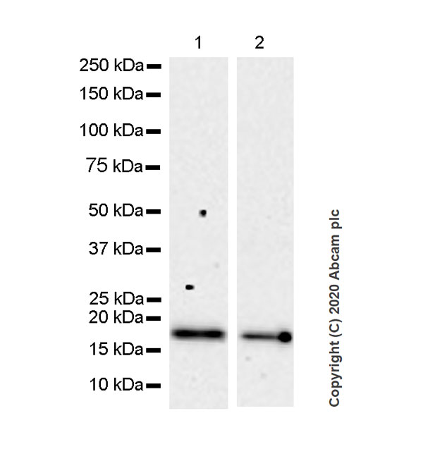 Western blot - Anti-RHOG antibody [1F3-RHOG] (ab254147), expandable thumbnail