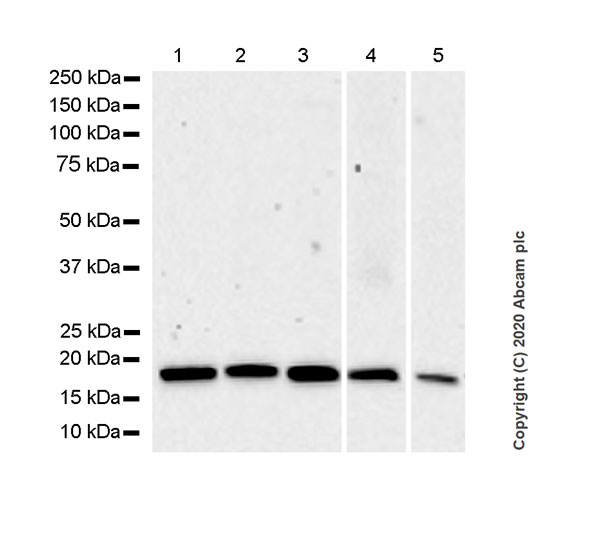 Western blot - Anti-RHOG antibody [1F3-RHOG] (AB254147), expandable thumbnail