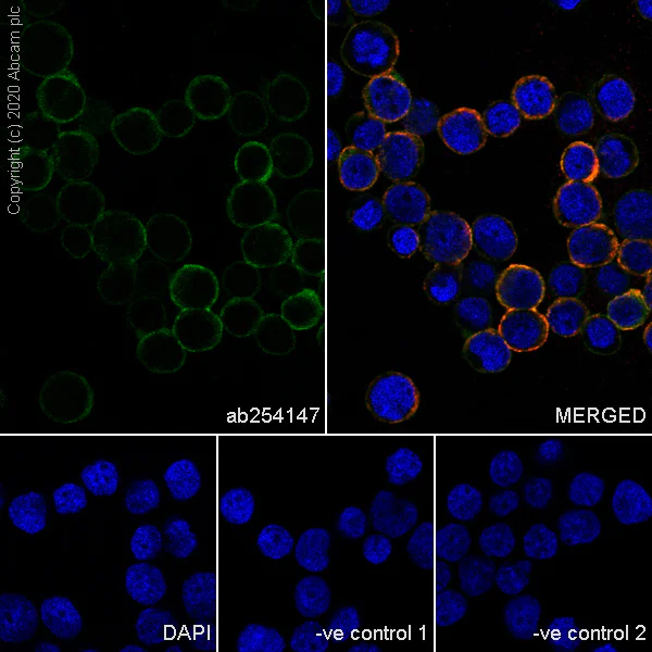 Immunocytochemistry/ Immunofluorescence - Anti-RHOG antibody [1F3-RHOG] - BSA and Azide free (AB255904)