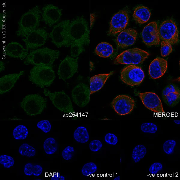 Immunocytochemistry/ Immunofluorescence - Anti-RHOG antibody [1F3-RHOG] - BSA and Azide free (AB255904)