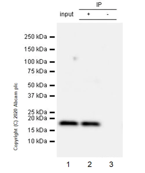 Immunoprecipitation - Anti-RHOG antibody [1F3-RHOG] - BSA and Azide free (AB255904)