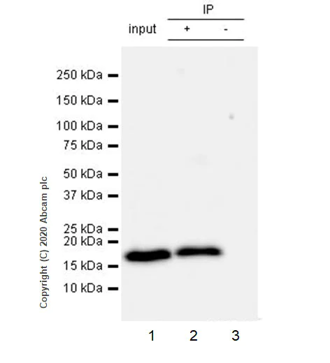 Immunoprecipitation - Anti-RHOG antibody [1F3-RHOG] - BSA and Azide free (AB255904)