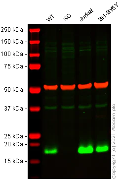 Western blot - Anti-RHOG antibody [1F3-RHOG] - BSA and Azide free (AB255904)