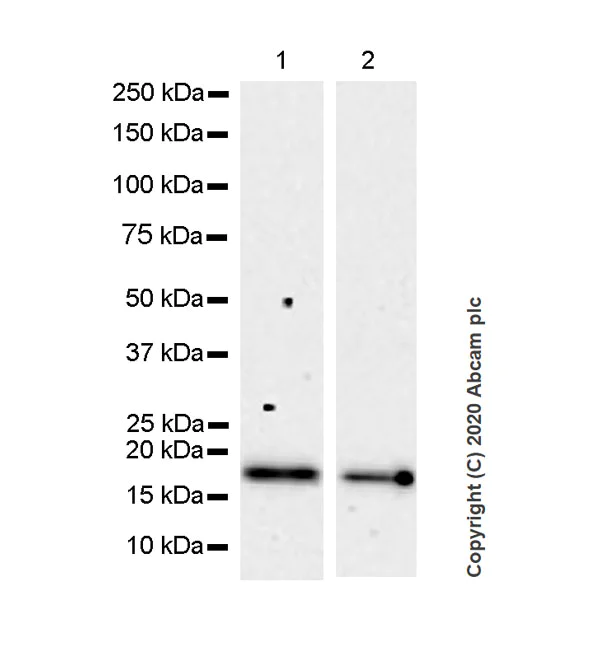 Western blot - Anti-RHOG antibody [1F3-RHOG] - BSA and Azide free (AB255904)