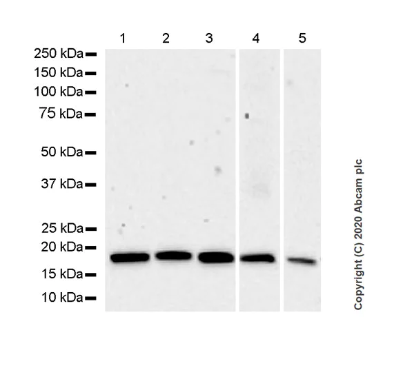 Western blot - Anti-RHOG antibody [1F3-RHOG] - BSA and Azide free (AB255904)
