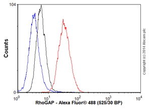 Anti-RhoGAP antibody [EP489Y]