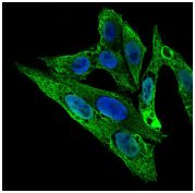 Immunocytochemistry/ Immunofluorescence - Anti-RhoGDI antibody [2G3] (AB135252)