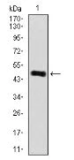Western blot - Anti-RhoGDI antibody [2G3] (AB135252)