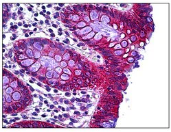 Immunohistochemistry (Formalin/PFA-fixed paraffin-embedded sections) - Anti-RHOH antibody (AB118507)