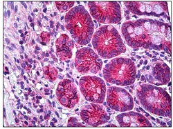 Immunohistochemistry (Formalin/PFA-fixed paraffin-embedded sections) - Anti-RHOH antibody (AB118507)