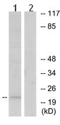 Western blot - Anti-RHOH antibody (AB118507)