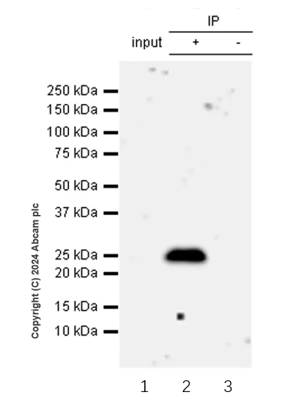Immunoprecipitation - Anti-RHOJ antibody [EPR28959-55] (AB317699)