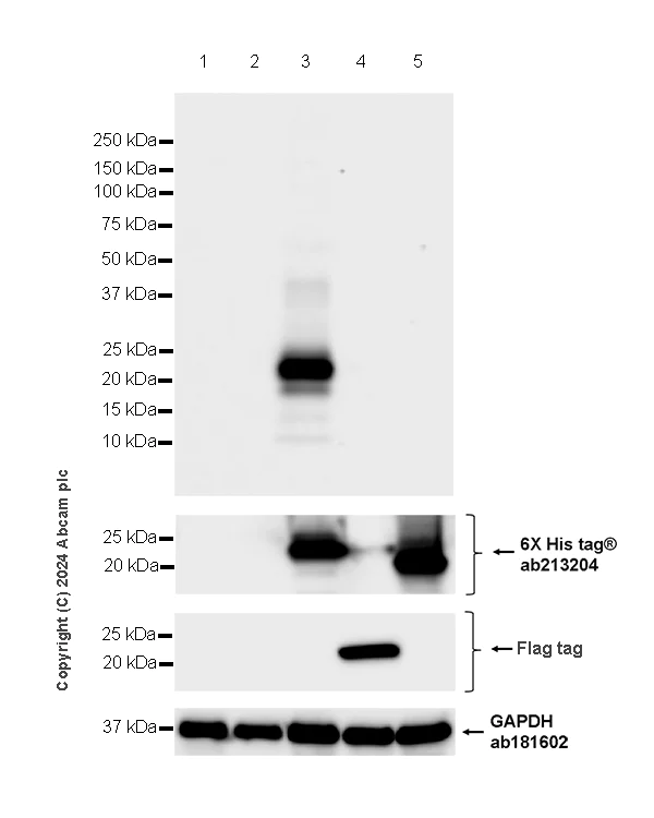Western blot - Anti-RHOJ antibody [EPR28959-55] (AB317699)