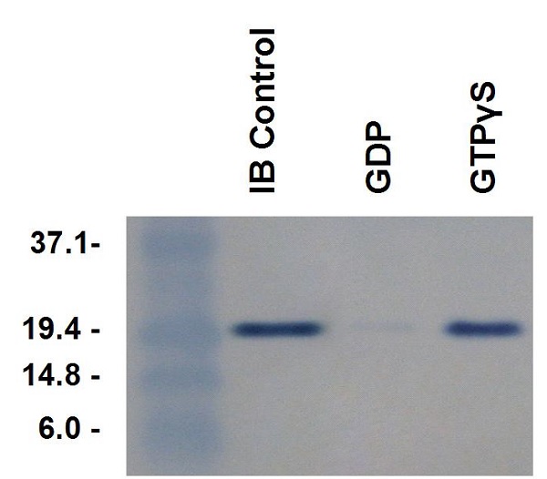 Functional Studies - Rhotekin RBD Agarose Beads (AB211178), expandable thumbnail