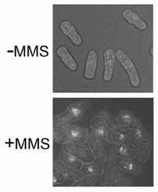 Immunocytochemistry/ Immunofluorescence - Anti-Rhp51 antibody (AB63799)