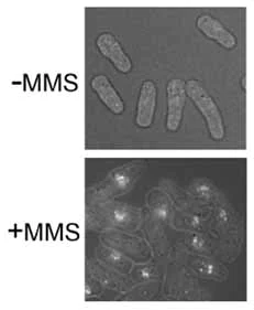 Immunocytochemistry/ Immunofluorescence - Anti-Rhp51 antibody (AB63799)