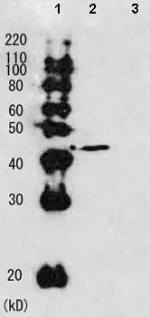 Western blot - Anti-Rhp51 antibody (AB63799)