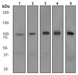 Western blot - Anti-RIAM antibody [EPR2806] (AB92537)