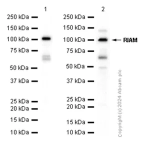Western blot - Anti-RIAM antibody [EPR2806] - BSA and Azide free (AB247579)
