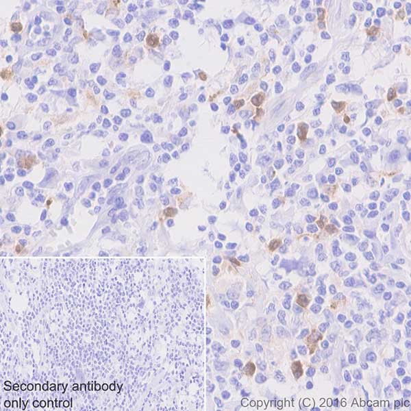 Immunohistochemistry (Formalin/PFA-fixed paraffin-embedded sections) - Anti-Ribonuclease 3/ECP antibody [EPR20357] (AB207429)