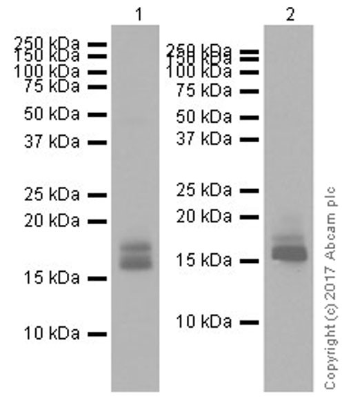 Western blot - Anti-Ribonuclease 3/ECP antibody [EPR20357] (AB207429)