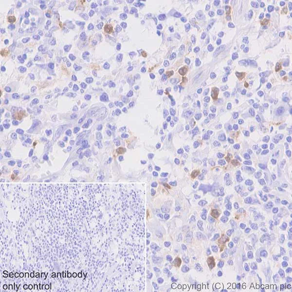 Immunohistochemistry (Formalin/PFA-fixed paraffin-embedded sections) - Anti-Ribonuclease 3/ECP antibody [EPR20357] - BSA and Azide free (AB223148)