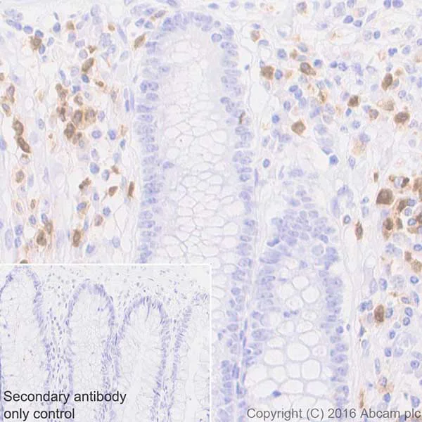 Immunohistochemistry (Formalin/PFA-fixed paraffin-embedded sections) - Anti-Ribonuclease 3/ECP antibody [EPR20357] - BSA and Azide free (AB223148)