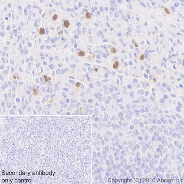Immunohistochemistry (Formalin/PFA-fixed paraffin-embedded sections) - Anti-Ribonuclease 3/ECP antibody [EPR20357] - BSA and Azide free (AB223148)