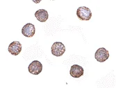 Immunocytochemistry - Anti-Ribonuclease H2, subunit A/RNASEH2A antibody (AB83943)