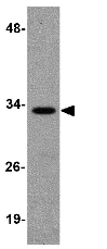 Western blot - Anti-Ribonuclease H2, subunit A/RNASEH2A antibody (AB83943)