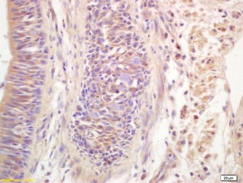 Immunohistochemistry (Formalin/PFA-fixed paraffin-embedded sections) - Anti-Ribonuclease Inhibitor/RAI antibody (AB203658)