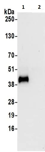 Immunoprecipitation - Anti-Ribonuclease Inhibitor/RAI antibody (AB217132)