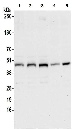 Western blot - Anti-Ribonuclease Inhibitor/RAI antibody (AB217132)
