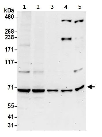 Western blot - Anti-Ribophorin I antibody (AB240597)