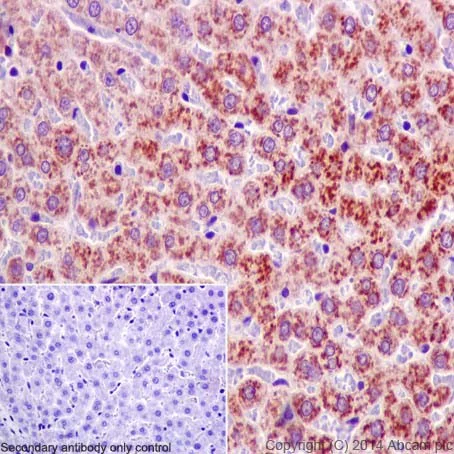 Immunohistochemistry (Formalin/PFA-fixed paraffin-embedded sections) - Anti-Ribophorin I antibody [EPR17043(B)] - BSA and Azide free (AB232599)