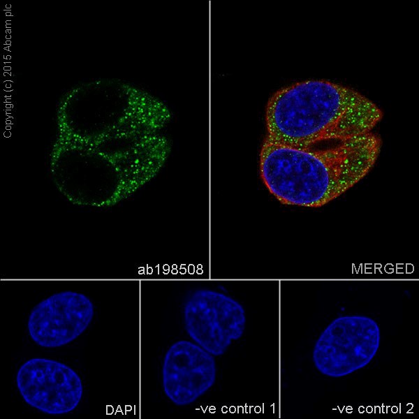 Immunocytochemistry/ Immunofluorescence - Anti-Ribophorin I antibody [EPR17043(B)] - N-terminal (AB198508), expandable thumbnail