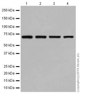 Western blot - Anti-Ribophorin I antibody [EPR17043(B)] - N-terminal (AB198508)