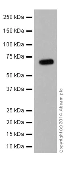 Western blot - Anti-Ribophorin I antibody [EPR17043(B)] - N-terminal (AB198508)