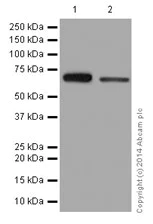 Western blot - Anti-Ribophorin I antibody [EPR17044(B)] (AB197888)