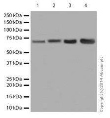 Western blot - Anti-Ribophorin I antibody [EPR17044(B)] (AB197888)