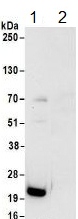 Immunoprecipitation - Anti-Ribosomal protein S11/RPS11 antibody (AB157101)