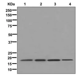 Western blot - Anti-Ribosomal protein S11/RPS11 antibody [EPR11487] (AB175213)