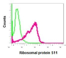 Flow Cytometry (Intracellular) - Anti-Ribosomal protein S11/RPS11 antibody [EPR11487] - BSA and Azide free (AB240183)
