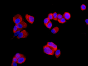 Immunocytochemistry/ Immunofluorescence - Anti-Ribosomal protein S11/RPS11 antibody [EPR11487] - BSA and Azide free (AB240183)