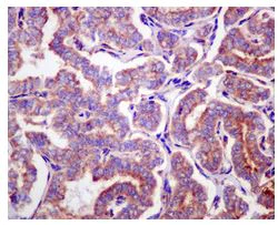 Immunohistochemistry (Formalin/PFA-fixed paraffin-embedded sections) - Anti-Ribosomal protein S11/RPS11 antibody [EPR11487] - BSA and Azide free (AB240183)