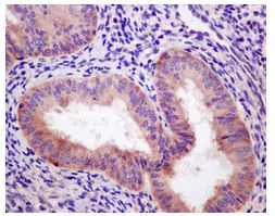 Immunohistochemistry (Formalin/PFA-fixed paraffin-embedded sections) - Anti-Ribosomal protein S11/RPS11 antibody [EPR11487] - BSA and Azide free (AB240183)