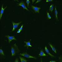 Immunocytochemistry/ Immunofluorescence - Anti-ribosomal RNA antibody [Y10B] (AB171119), expandable thumbnail