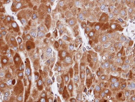Immunohistochemistry (Formalin/PFA-fixed paraffin-embedded sections) - Anti-RIC8A antibody (AB97808)